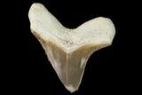 Fossil Shark (Cretoxyrhina) Tooth - Kansas #142963-1